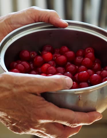 Cherries in a bowl held in hands, organic fruit