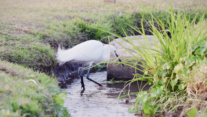 A great egret looking for food in a creek