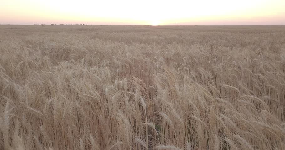 Large field of yellow wheat at sunset, low flight over the field