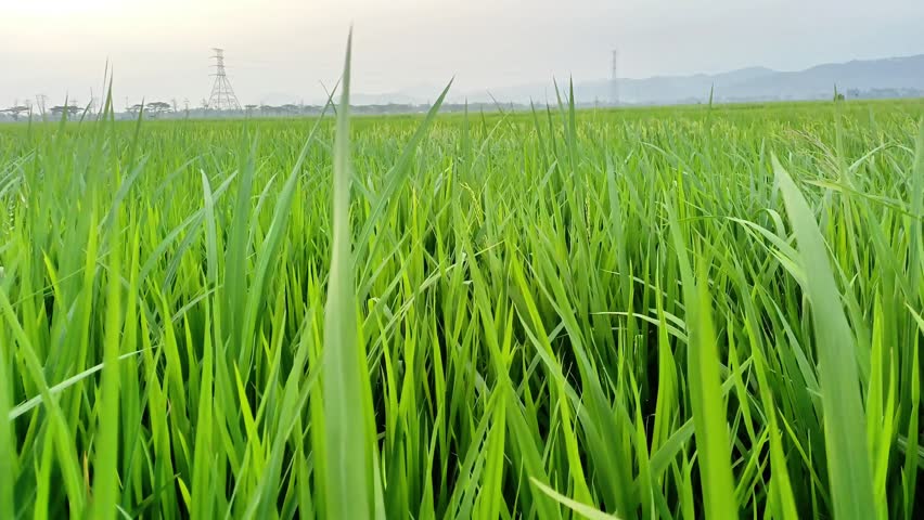 Lush green rice field stretches to distant hills
