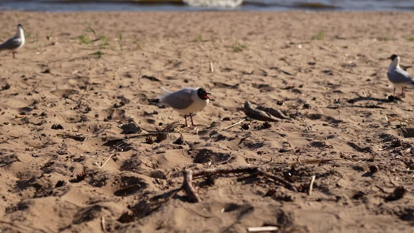 Aggressive seagull running and screaming at other birds on a sandy beach. Territorial behavior of wild coastal birds