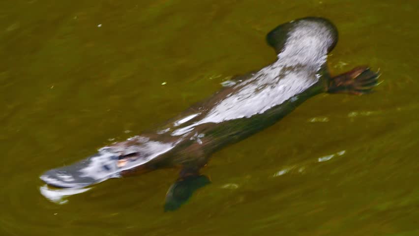 Close up underwater view of a platypus swimming in murky green water. Animal surfaces and dives.