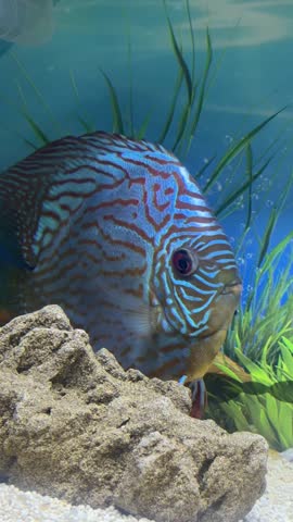 Elegant turquoise discus fish swimming calmly in a home aquarium, colorful tropical freshwater fish.