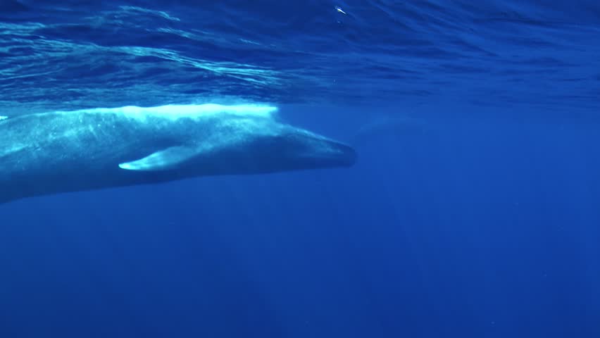 A blue whale, Balaenoptera musculus, glides calmly below the sea surface, revealing the immense right side of its body in the clear waters of the Timor Sea.