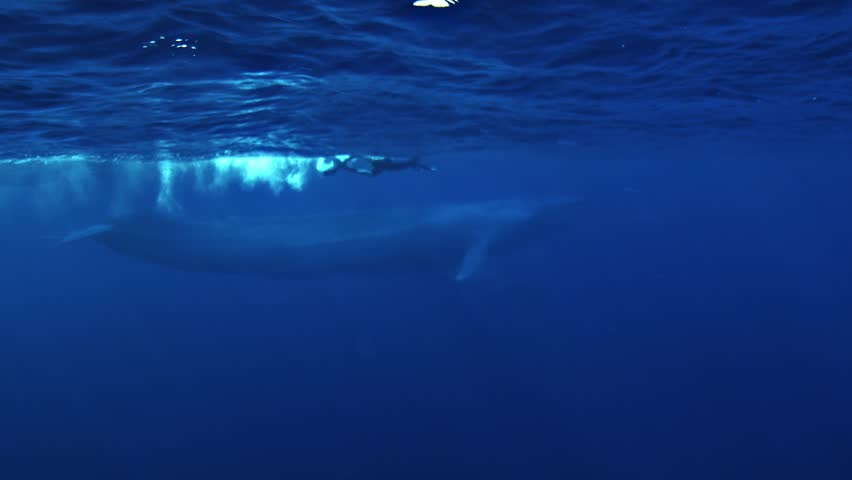 A swimmer shares the frame with a blue whale mother, Balaenoptera musculus, while her calf remains close below in clear tropical waters of the Timor Sea, emphasizing the whale’s extraordinary size.