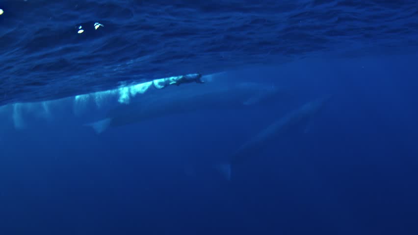 A swimmer highlights the immense scale of a blue whale mother, Balaenoptera musculus, while her calf ascends beneath her to take a breath at the ocean surface in Timor-Leste.