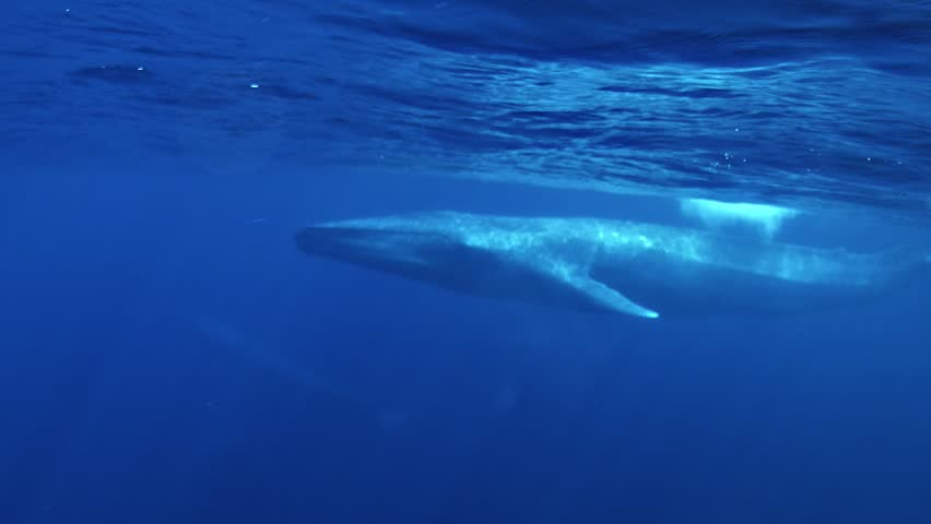 Profile view of a blue whale, Balaenoptera musculus, cruising just below the surface in the Banda Sea. The sheer size of the world’s largest animal creates an unforgettable underwater encounter.