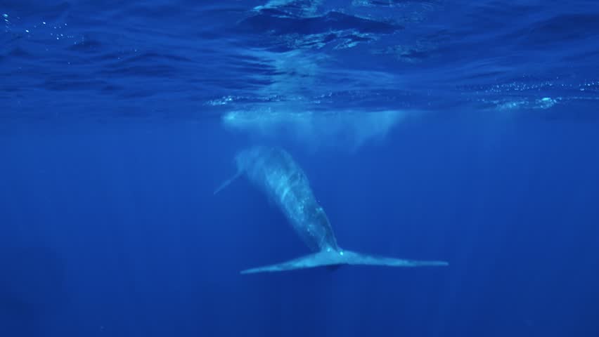 Tail fluke of a blue whale, Balaenoptera musculus, motionless beneath the calm sea surface in the Banda Sea, Timor-Leste.