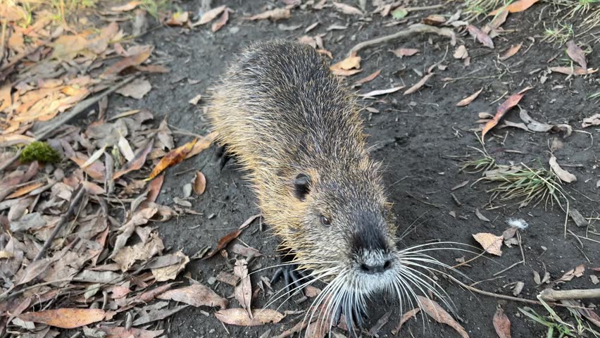 Nutria cautiously approaches, orange teeth, nutria raises its head and sniffs, long whiskers of the nutria, close up paw of a coypus, rodent curiously approaches a human, friendly Myocastor coypus