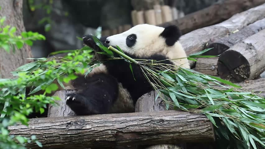 Playful Giant Panda Rolling with Bamboo on Wooden Logs