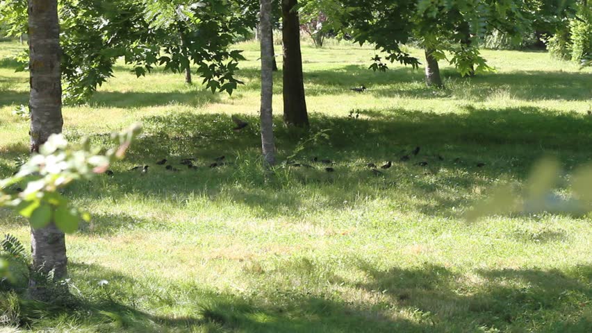 nature birds grass tree park
