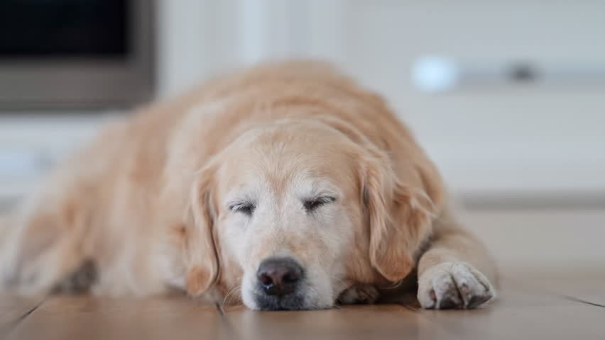 Cute golden retriever sleeping peacefully on kitchen floor in cozy home, 4K slow motion