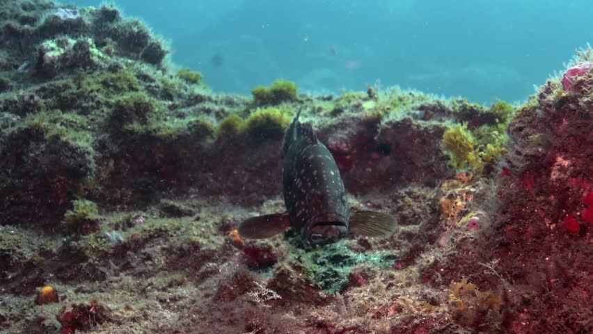 Atlantic Dusky Grouper Guarding a Volcanic Cave, Canary Islands Scuba Diving