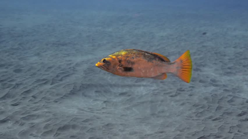 Atlantic Dusky Grouper Guarding a Volcanic Cave, Canary Islands Scuba Diving