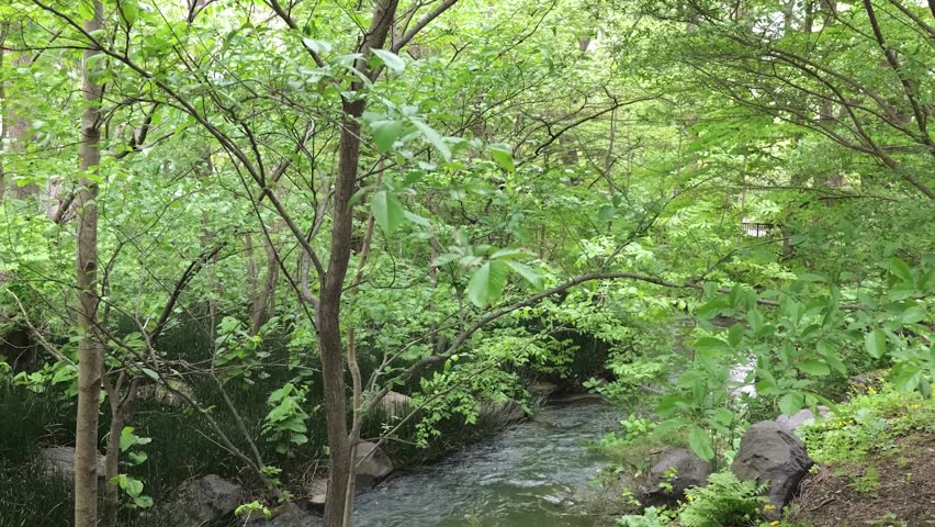 A gentle stream flows through a dense green forest, with lush trees and leaves swaying softly in the breeze under natural daylight.