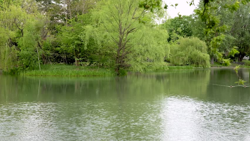 A calm pond with rippling water surface stirred by wind, surrounded by lush green trees and shrubs swaying gently in a park setting.
