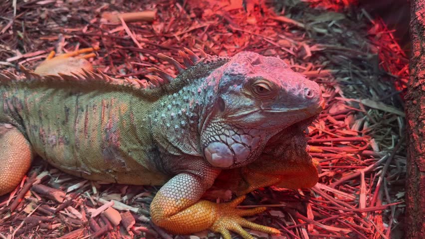 Portrait of iguana , top view horizotal footage