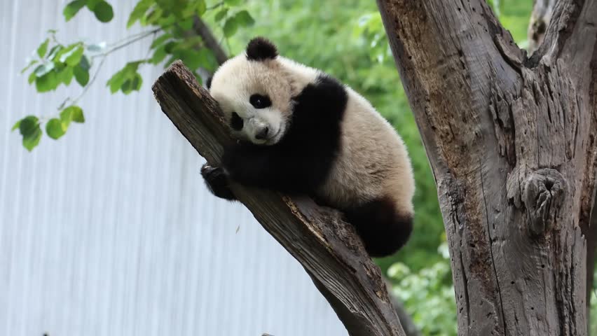 Adorable Giant Panda Cub Resting and Climbing on a Tree Branch