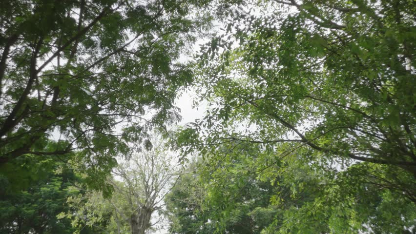 Looking up through lush green tree canopy with sunlight filtering through the leaves in a peaceful park.