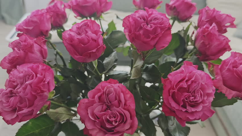 Beautiful bouquet of fresh pink roses blooming as a floral background for a birthday, anniversary, or valentine