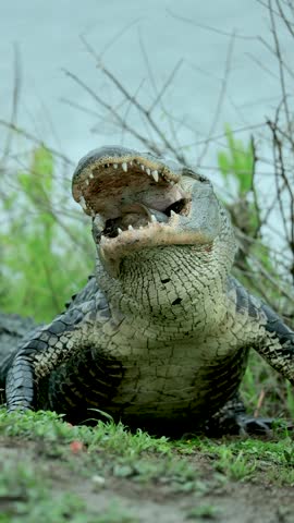 American Alligator Struggling to Swallow Turtle Powerful Muscle Movement Bite Force