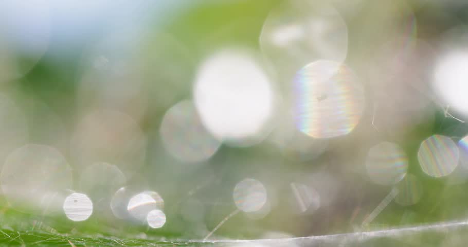 Macro view of a small spider on a dew covered web among green leaves. Sun gleams through the foliage, creating beautiful bokeh highlights