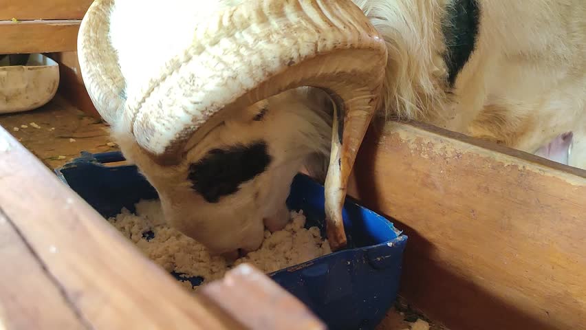 Close-up footage from the side shows a sheep grazing on a traditional farm.