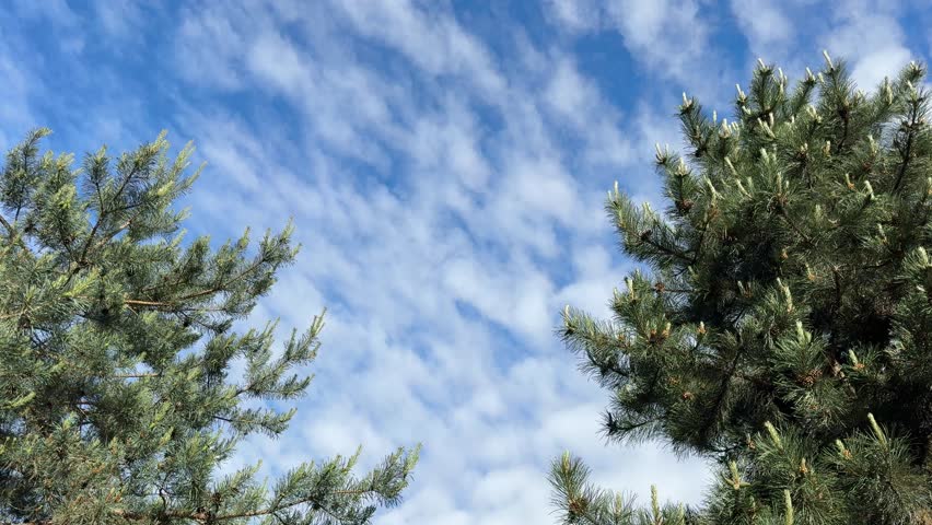 Sky clouds over pine trees.