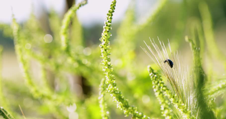 Macro view of a tiny black beetle crawling on a blade of wild grass. Sunlit green meadow with beautiful bokeh in the background