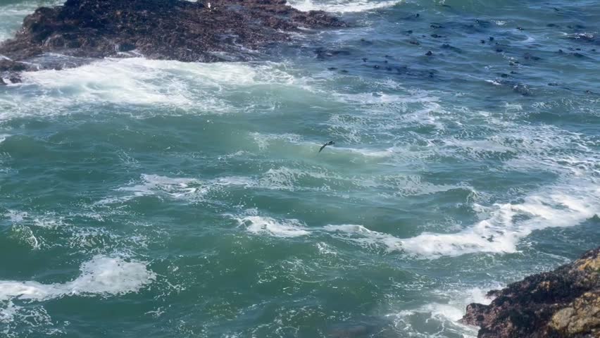Beautiful bird flying in air over ocean