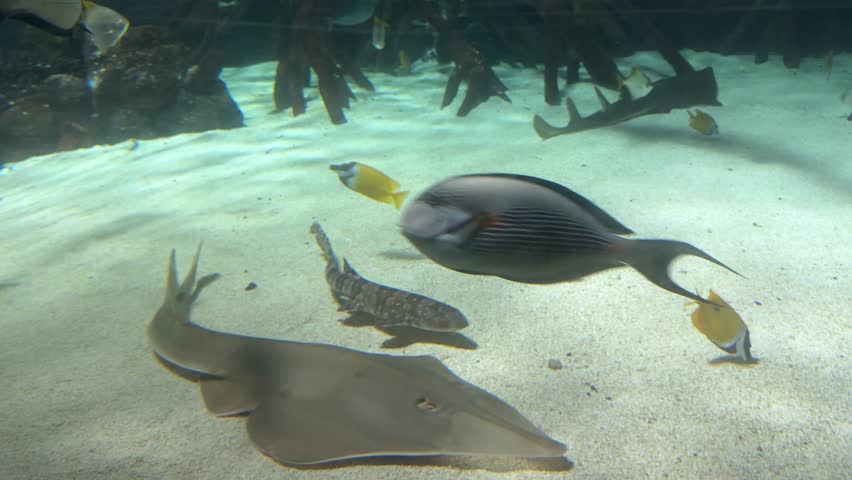 Blacktip reef shark Carcharhinus melanopterus swimming beside Rhizophora mangle roots in clear aquarium water. Marine species native to Indo Pacific coral reefs lagoons and mangroves.