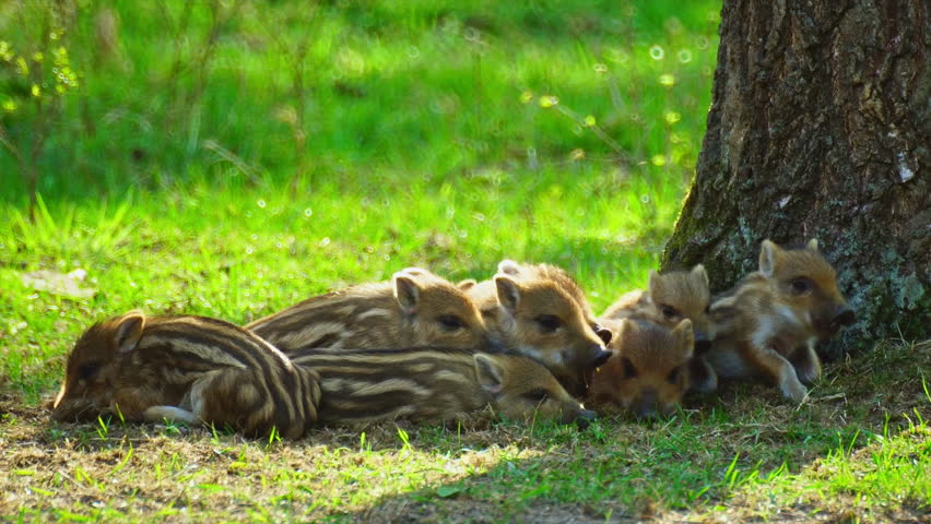 Wild boars playing in a meadow in the middle of the city.