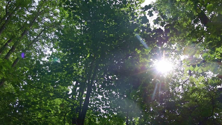 Sun shining brightly through the green leaves of trees in a forest with a beautiful lens flare
