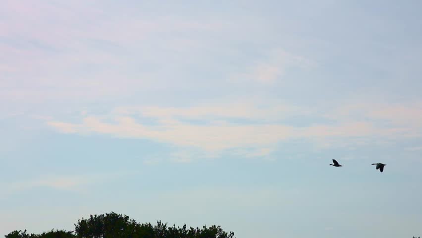 Pair of silhouetted ducks flying in unison across a pale sky above a dark treeline