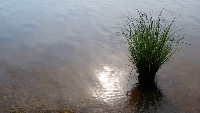 Calm lake water surface with a green tuft of grass and sunlight reflecting in a slow motion