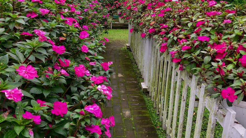 walking on mossy brick pathway winding through pink flower gardens with a white fence