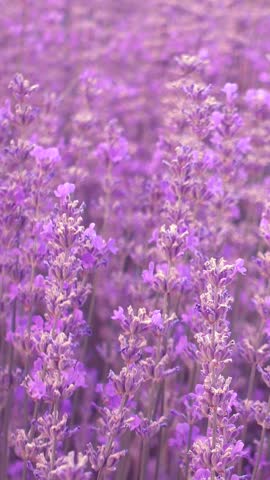 Vertical video of a lavender field swaying in wind