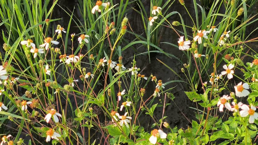 Close-Up of Spanish Needle Wildflowers Blooming in Morning Sunlight