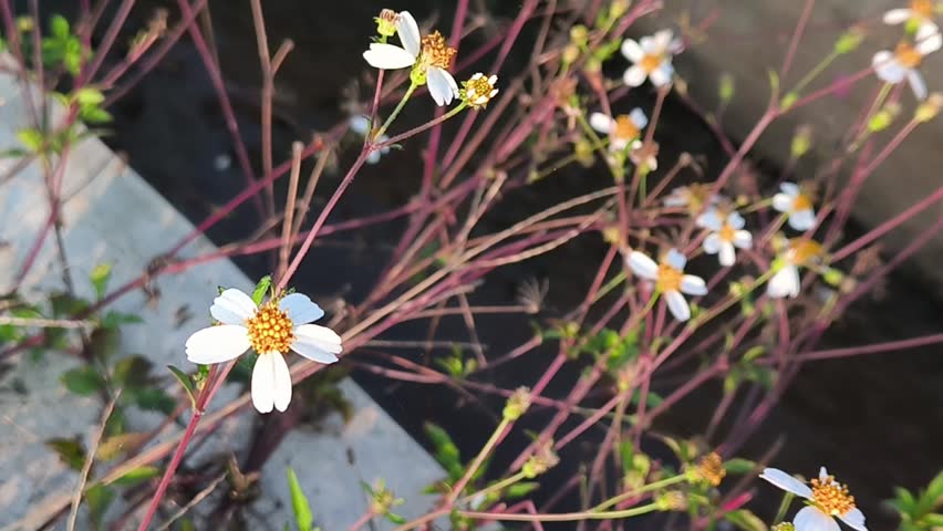 Close-Up of Spanish Needle Wildflowers with Soft Morning Sunlight