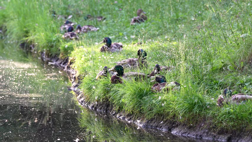 Group of Mallard ducks resting on the shore of pond, sitting on the grass, preening their feathers. 