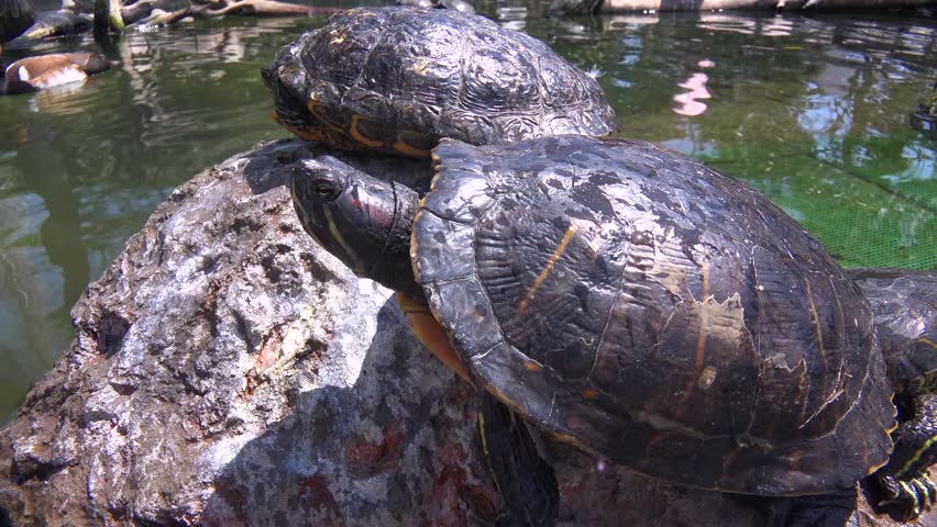 Three turtles sunbathe on a rock in a pond on a clear, bright day, showcasing their shells and peaceful demeanor in this beautiful cinematic clip of nature.