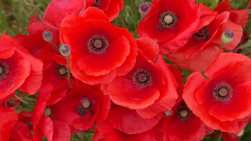 Field of bright red poppy flowers in full bloom during spring season in a rural area