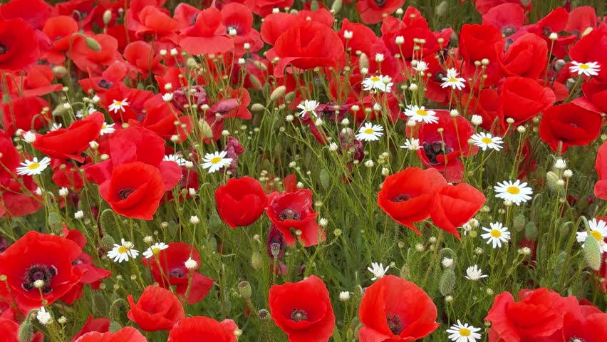Field of bright red poppy flowers in full bloom during spring season in a rural area