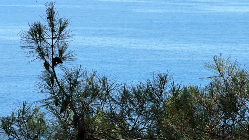 Pine tree against blue lake water.