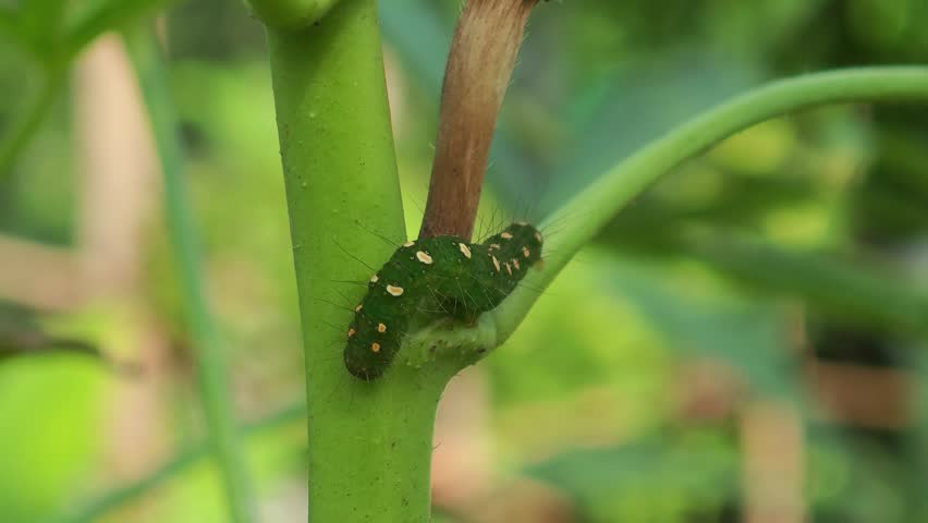 A caterpillar clinging to a tree.