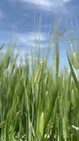 Green Wheat Spikes Against Blue Sky, Vertical Nature Background
