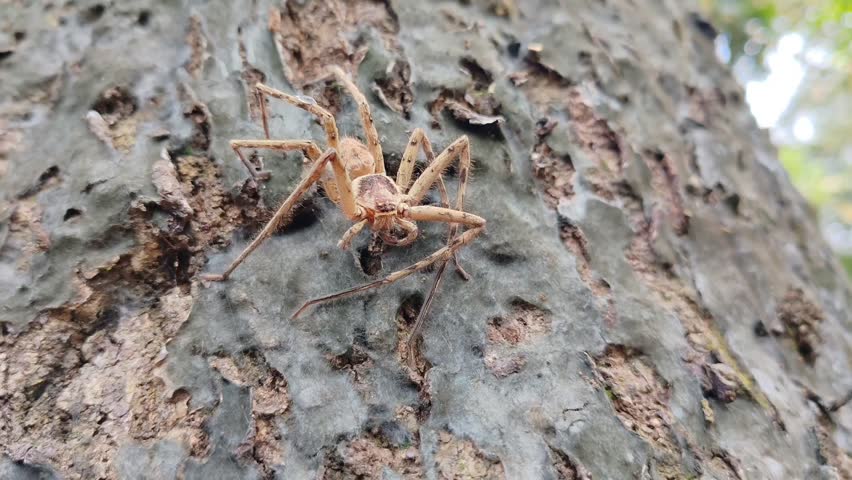 close-up of a spider showcasing its long legs and natural camouflage