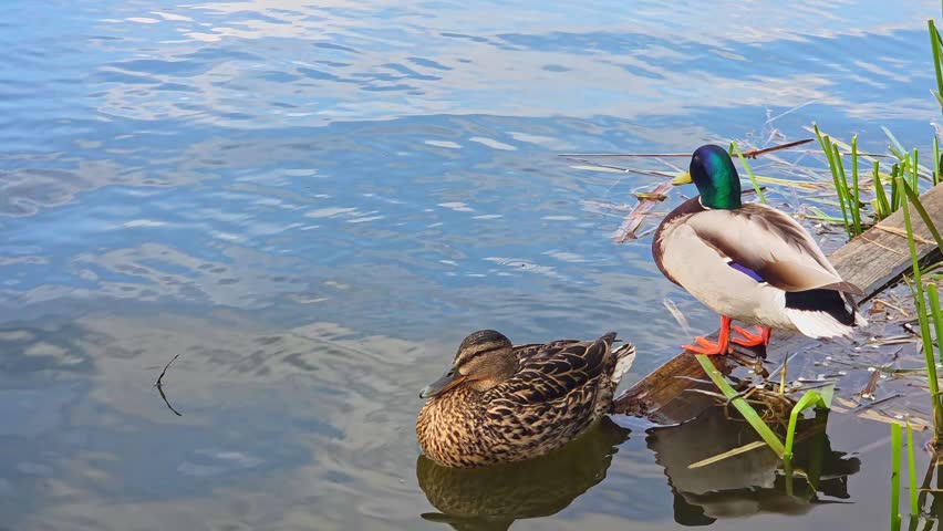 A beautiful male drake stands on a submerged wooden plank next to a female mallard swimming in clear water.