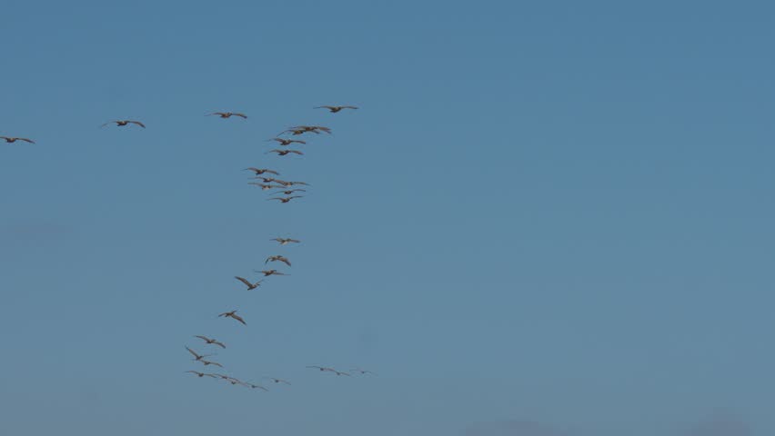 Close up of flock of pelicans flying in formation