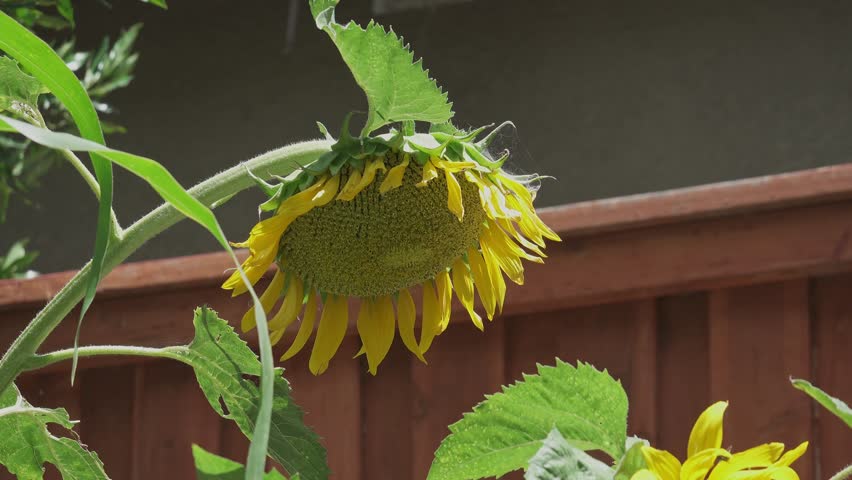 Large sunflower drooping on a bright sunny day